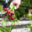 Garten der Vielfalt - Symbolbild (Foto: ajlatan - stock.adobe.com)