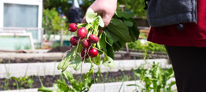 Garten der Vielfalt - Symbolbild (Foto: ajlatan - stock.adobe.com)